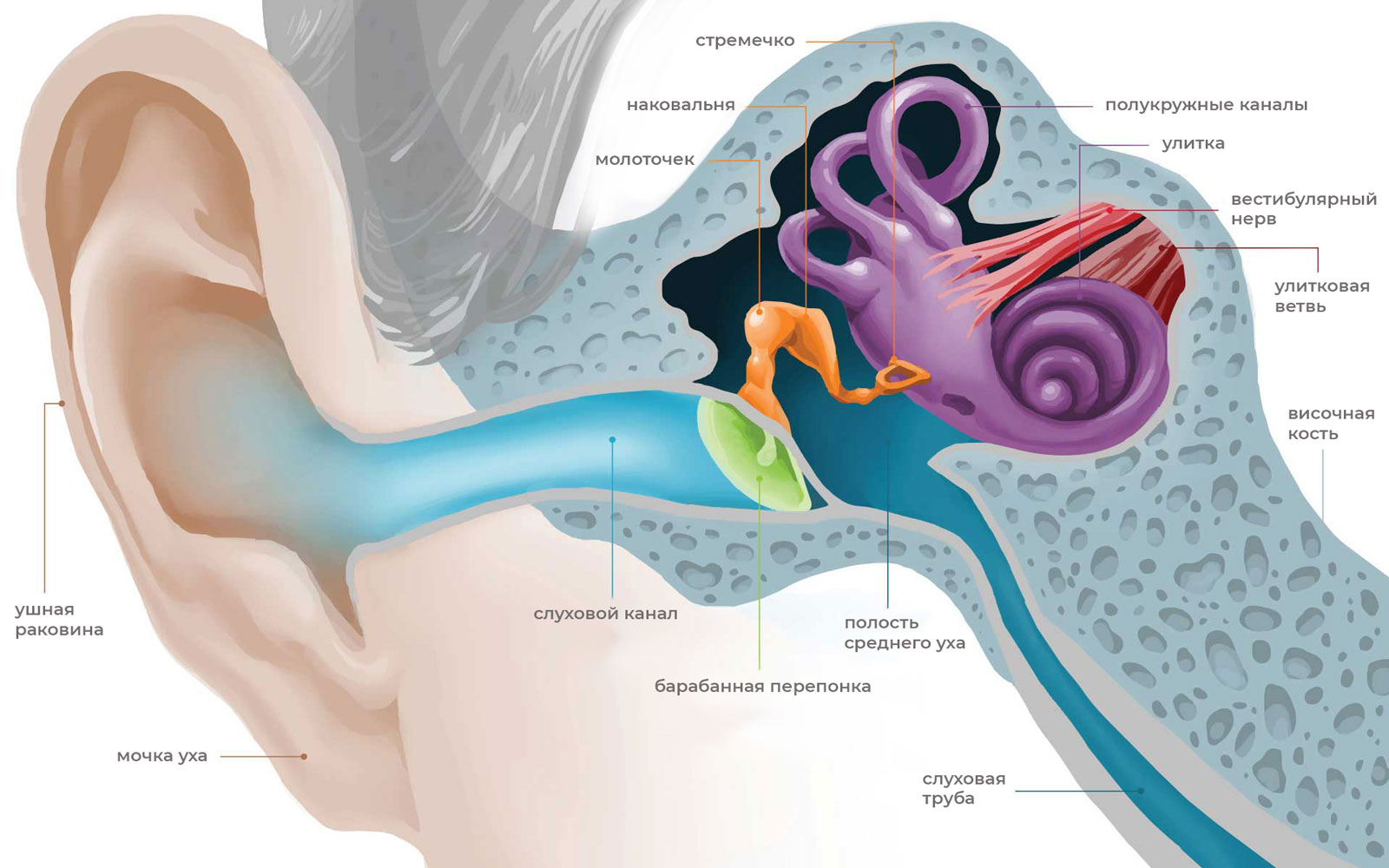 какое количество отделов образует орган слуха